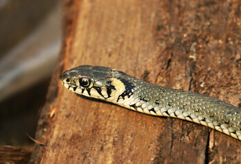 Wild Snakes on a Wooden Background, Forest Life, Closeup Snake Head, Animal Closeup.