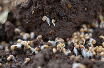 Sprouted seeds of white mustard (Sinapis alba) on the soil surface. White mustard is applied as green manure in our farm that help to keep the soil fertility in high level.	