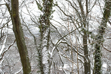 Der Binger Wald im Schnee.