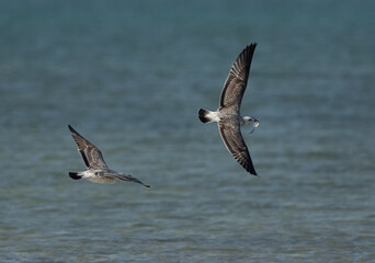Lesser Black-backed Gull chasing other for a crab at Busaiteen coast, Bahrain