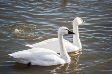 諏訪湖のアメリカコハクチョウとコハクチョウのカップル