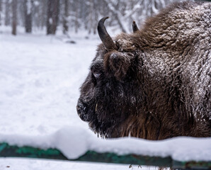 large brown Central Russian bison in winter conditions in the reserve
