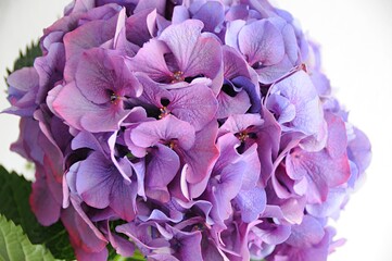 purple hydrangea