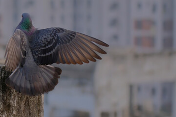Pigeon