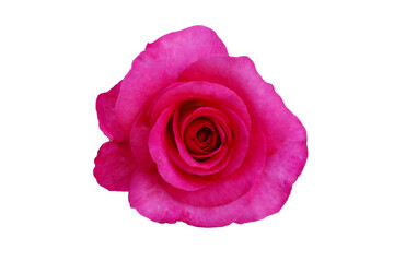 Rose on white background. Copy space