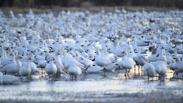 Hundreds of pure white snow geese packed closely together in the early golden light prepare to take off en masse from a wetland in the Bosque del Apache National Wildlife Refuge in New Mexico, USA.