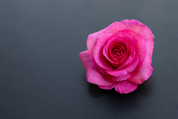 Rose on dark background. Valentine's day concept background.