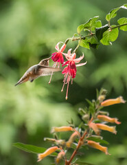 Rufous Hummingbird 7293 - 406435469