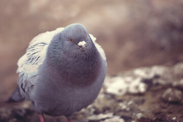 A blue pigeon sits on a rock in the park. Concept of birds, cold weather, wildlife, winter survival.