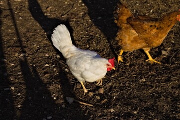 A white hen is walking in the chicken coop (Marche, Italy, Europe)