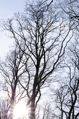 Beautiful trees in a forest in Vienna, Austria