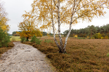 Kirchdofer Heide in Niedersachsen, Deutschland im späten Herbst