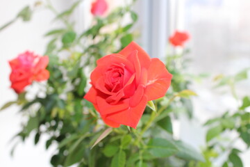 red rose indoor flower