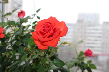 red rose indoor flower