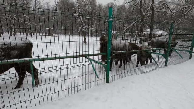large brown Central Russian bison in winter conditions in the reserve