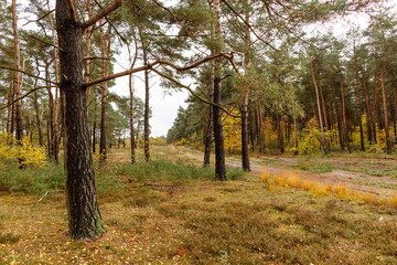 Kirchdofer Heide in Niedersachsen, Deutschland im späten Herbst