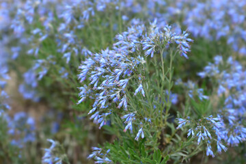 Balkan endemic blue flowers