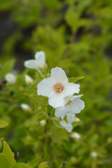 Mock orange Belle Etoile
