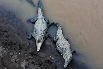 two crocodiles on the edge of the river, one of them with its mouth open showing its teeth