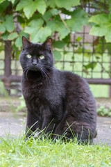 Schwarze Katze im Garten