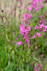 Sticky catchfly