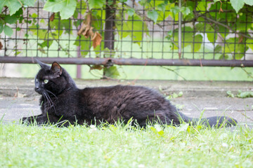Schwarze Katze im Garten