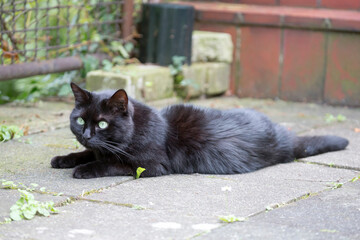 Schwarze Katze im Garten