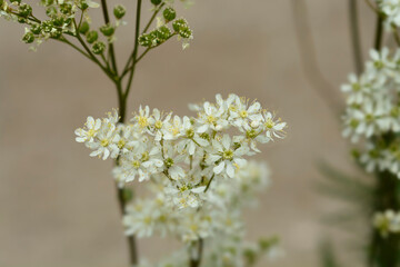 Fern-leaf dropwort