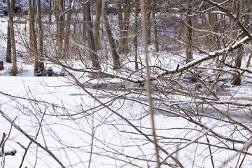Fototapeta premium A macro shot of a plant in winter in Austria