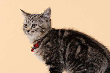 Portrait of Cute young cat Scottish breed on Beige background