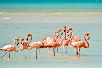 flamingos in the water on isla holbox