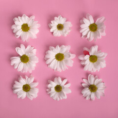 Pattern of white Marguerite daisy flowers on pink background. perfect valentine