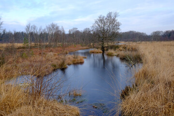 Wasserfläche im Moorgebiet