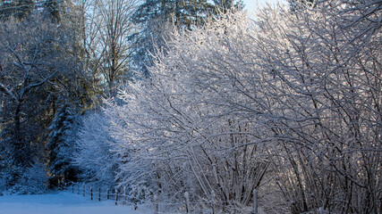 Schneebedeckte Sträucher