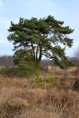 Kiefer im Moorgebiet