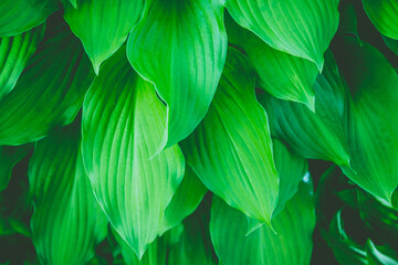 The green leaves of the host form a solid green cover