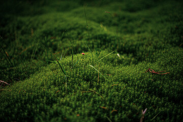 grass in the wind