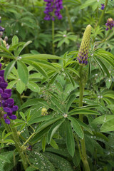Close-up view of purple lupine in the nature during spring season in Patagonia, Argentina