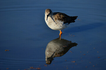 Bird in shallow waters looking for food to feed its young babies showing its beautiful reflection in the mirror water