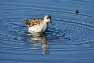 Bird in shallow waters looking for food to feed its young babies showing its beautiful reflection in the mirror water