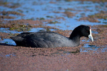 beautiful black bird in the reeds looking for food to feed its young