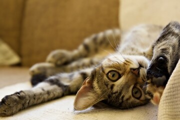 kitten lying on its back while looking at the camera