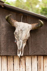 skull of a bull