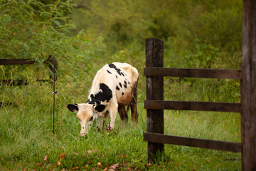 Obraz premium cow on a farm