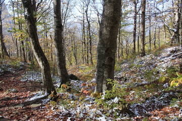 deciduous trees in the snow in the mountains