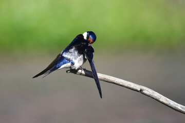 White-Throated Swallow cleaning itself in the sun after bathing in the river, taken in Maryvale in South Africa
