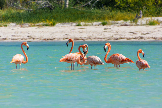 flamingos in the water on isla holbox