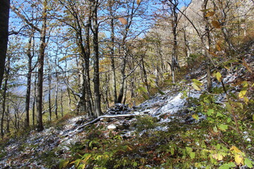 deciduous trees in the snow in the mountains