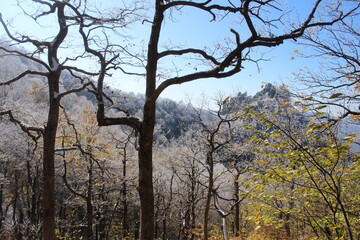 deciduous trees in the snow in the mountains