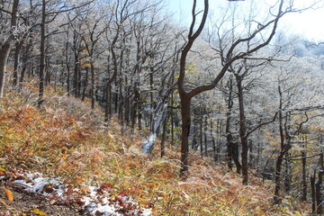 deciduous trees in the snow in the mountains